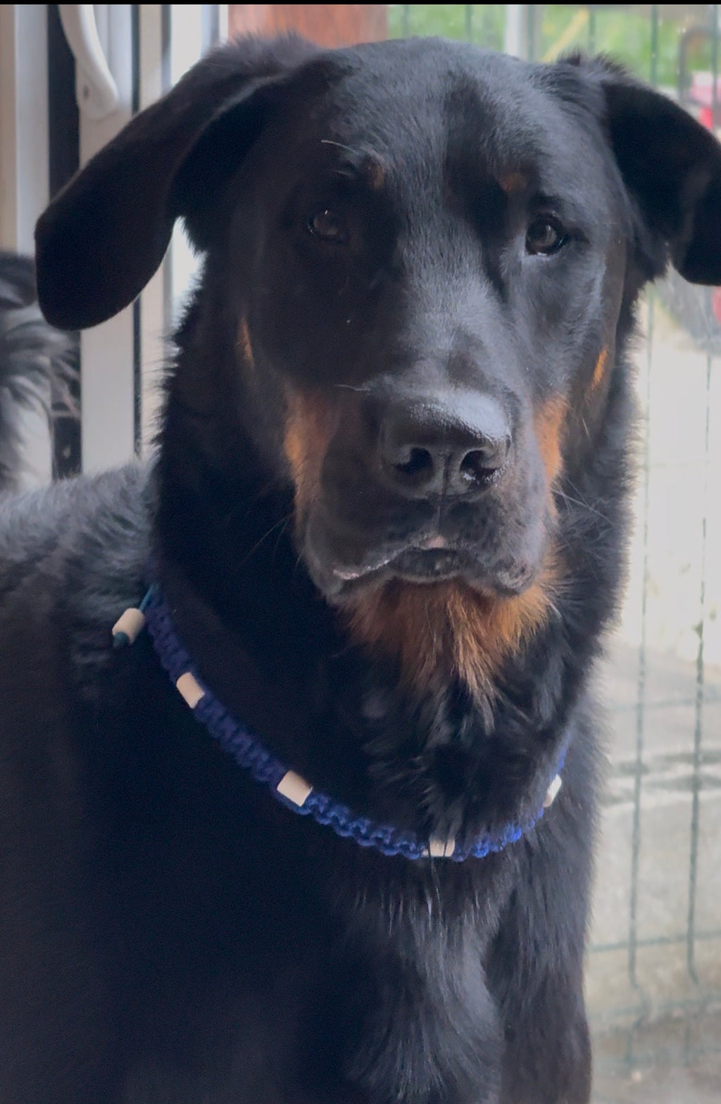 collier anti puce / tiques pour chien